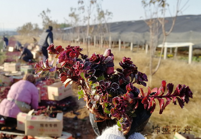 费菜 江西千屈菜报价 种杆基地 品种齐全