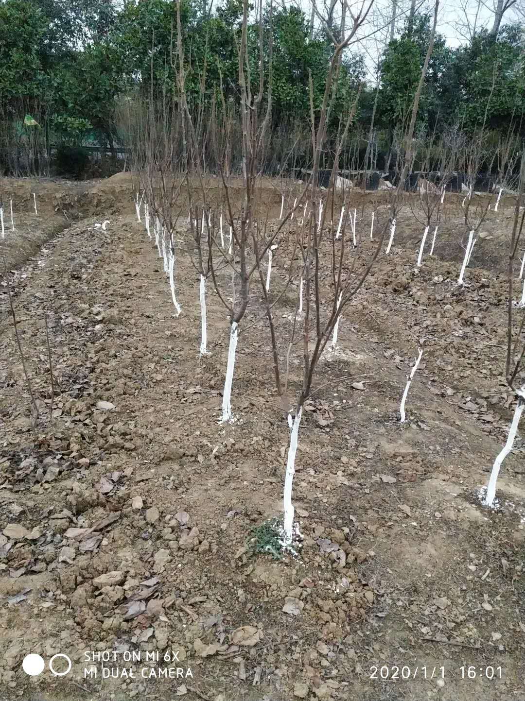 小果甜柿嫁接早秋 大秋甜柿樹苗出售