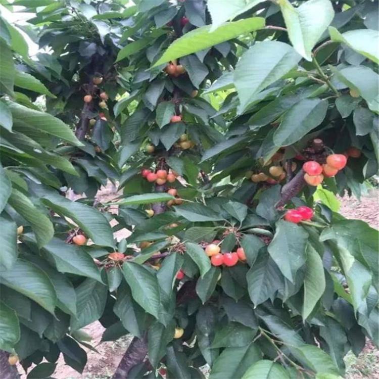 商丘櫻桃苗批發