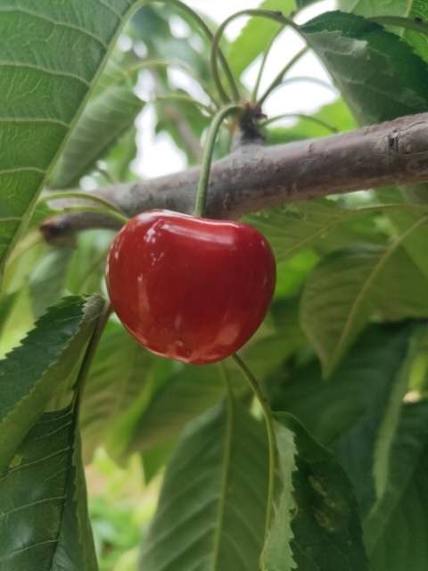 KGB樹形 福晨櫻桃苗價格 不用拉枝的矮化櫻桃樹苗