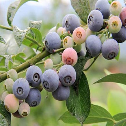 萊蕪藍梅樹苗批發 藍梅樹苗 品種齊全