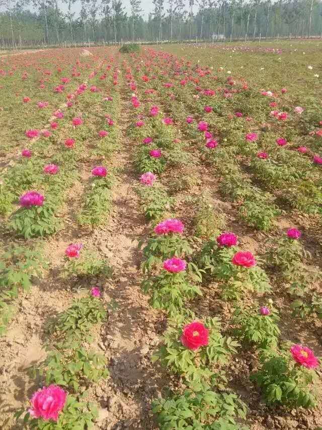 沈阳芍药苗价格