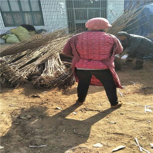 無核甜柿子苗出售