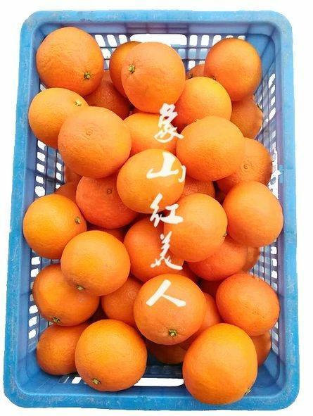 大慶紅美人柑橘苗報價