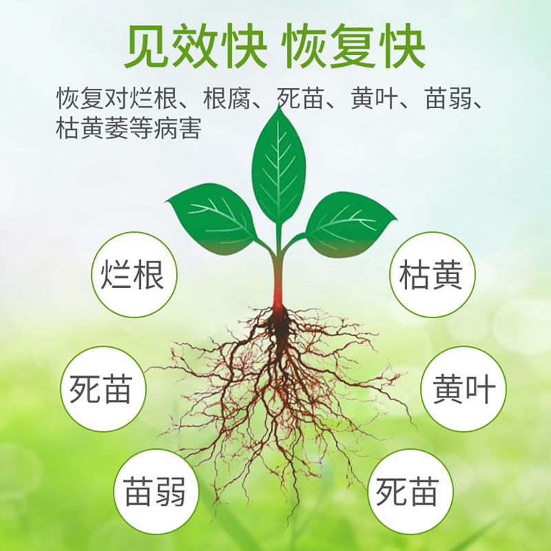 中藥材太子參用什么葉面肥好 根小子根莖塊膨大肥料