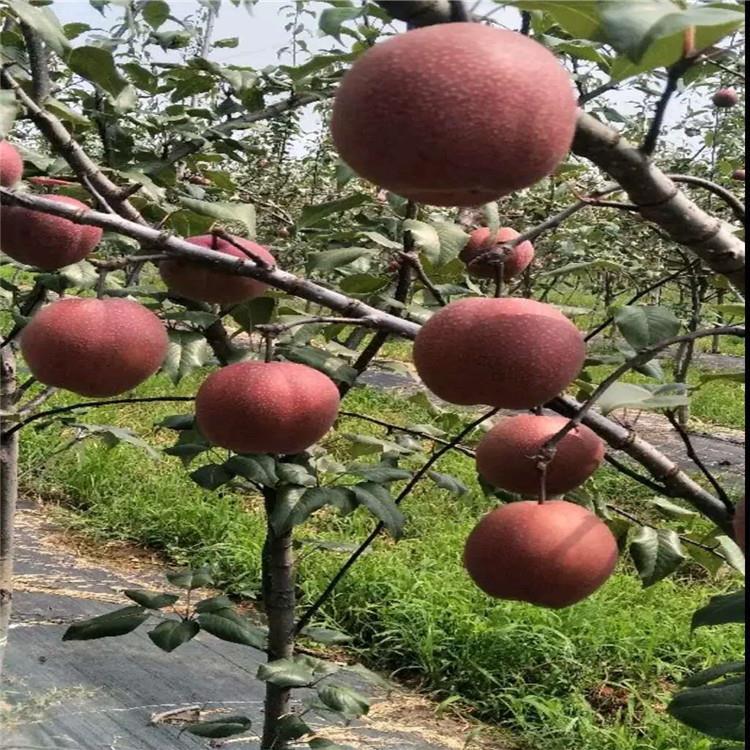 红香酥梨树苗基地