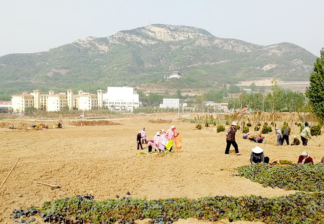 花海景观 重庆花海设计前景 常年供货 可实地考察