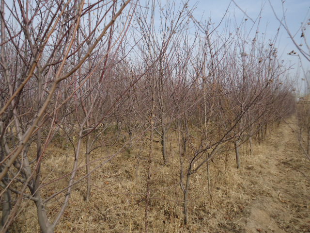 山东苹果苗