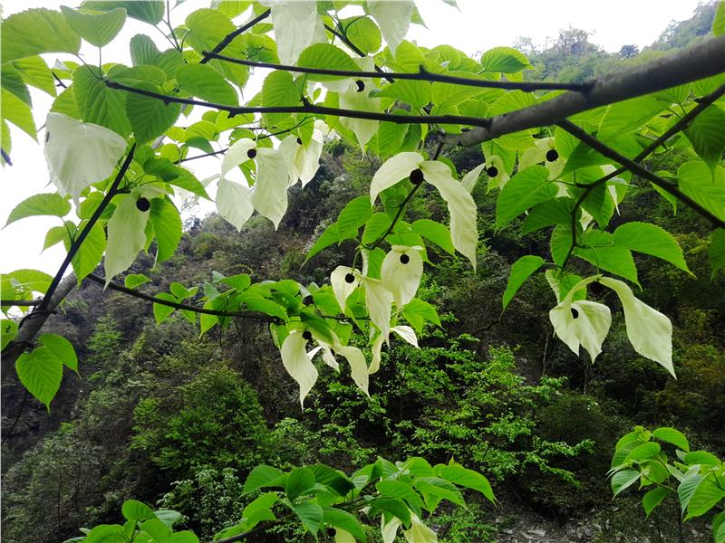 凉山农田征地补偿高