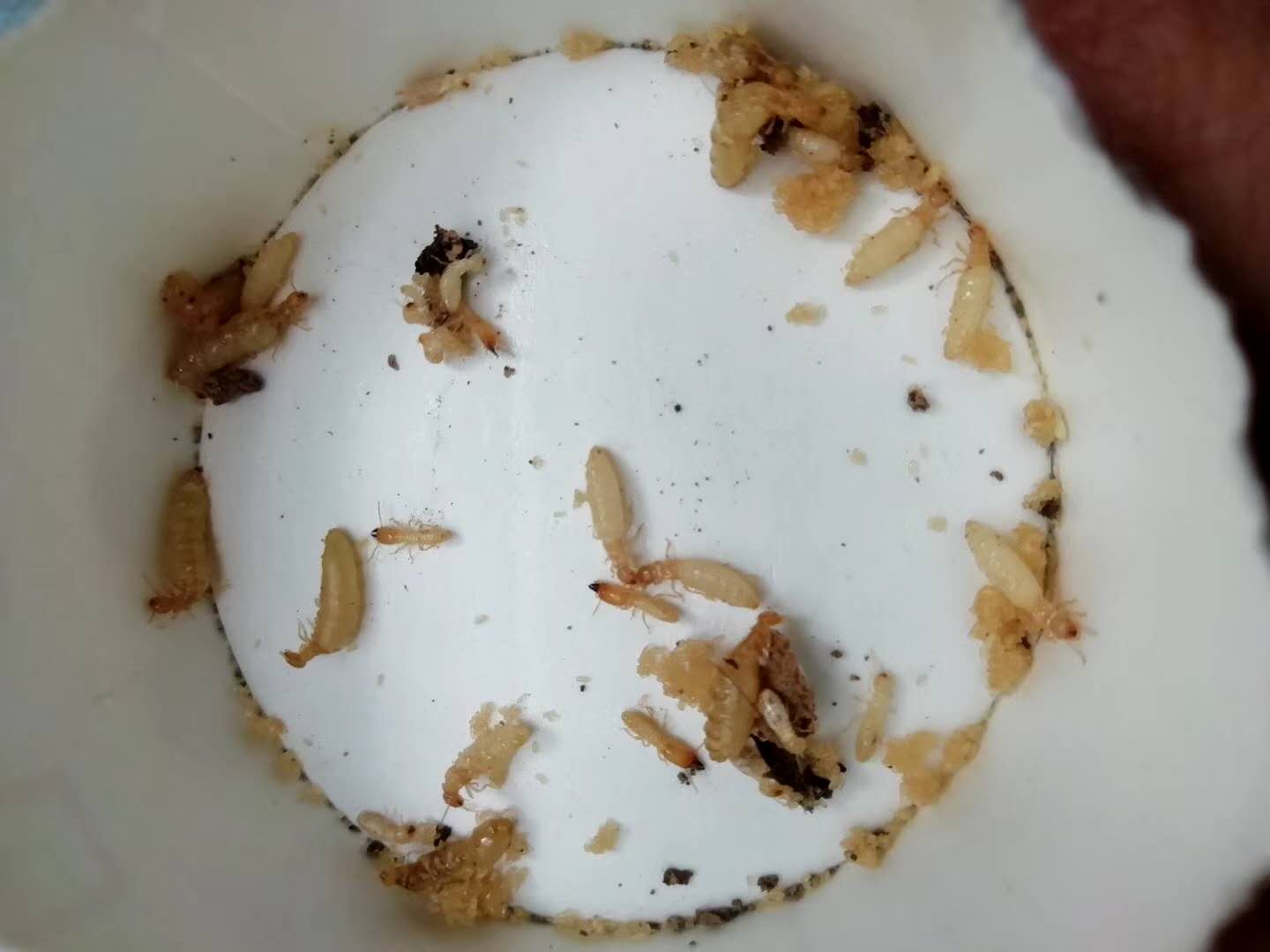 金牛區除白蟻螞蟻的電話