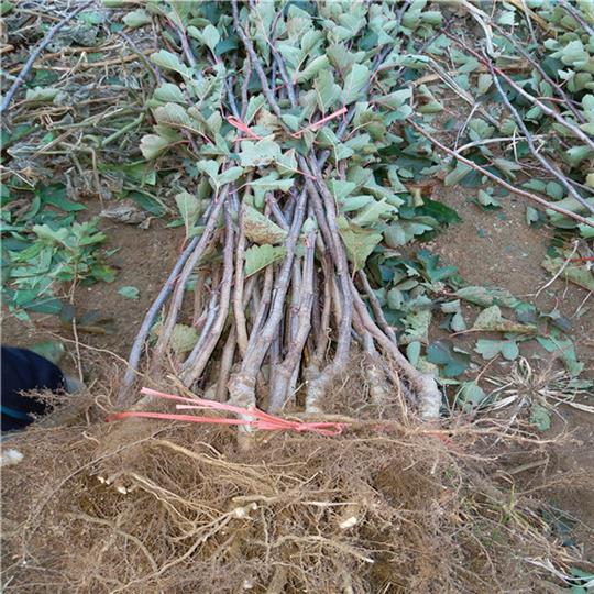 粉口山楂苗种植基地