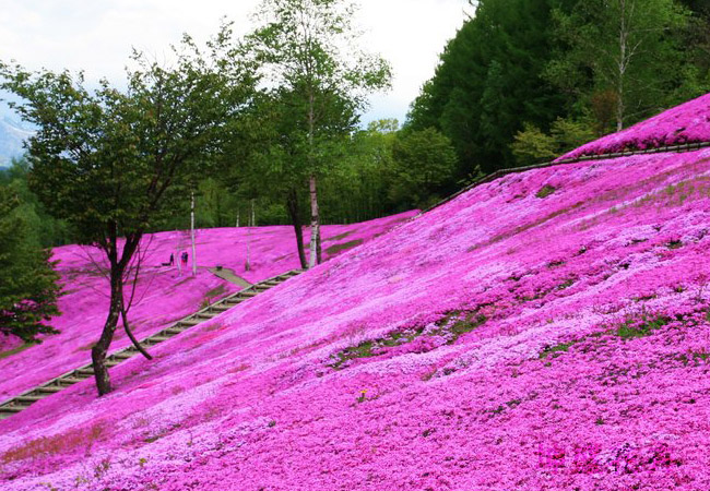 薰衣草花海 衡水花海建设厂家 可租可售 满足各种需求