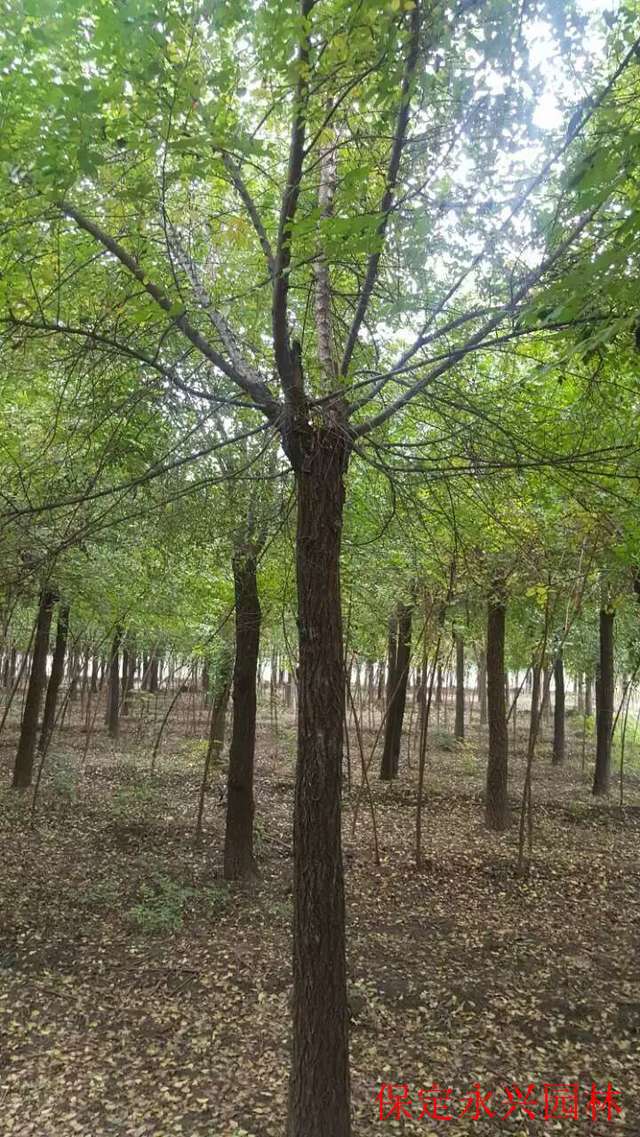 唐山矮杆金叶榆苗批发