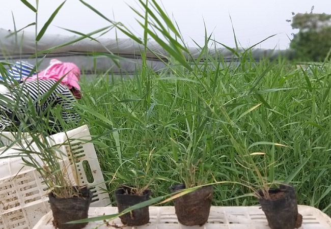 水生植物 大同睡莲基地 种杆基地 品种齐全