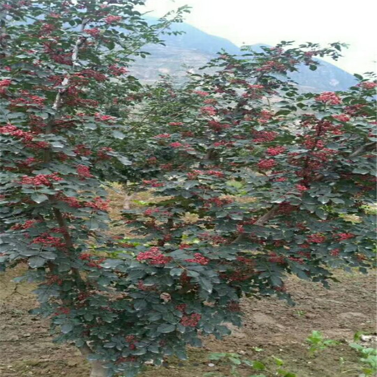 泰安九叶青花椒苗种植技术 现挖现卖