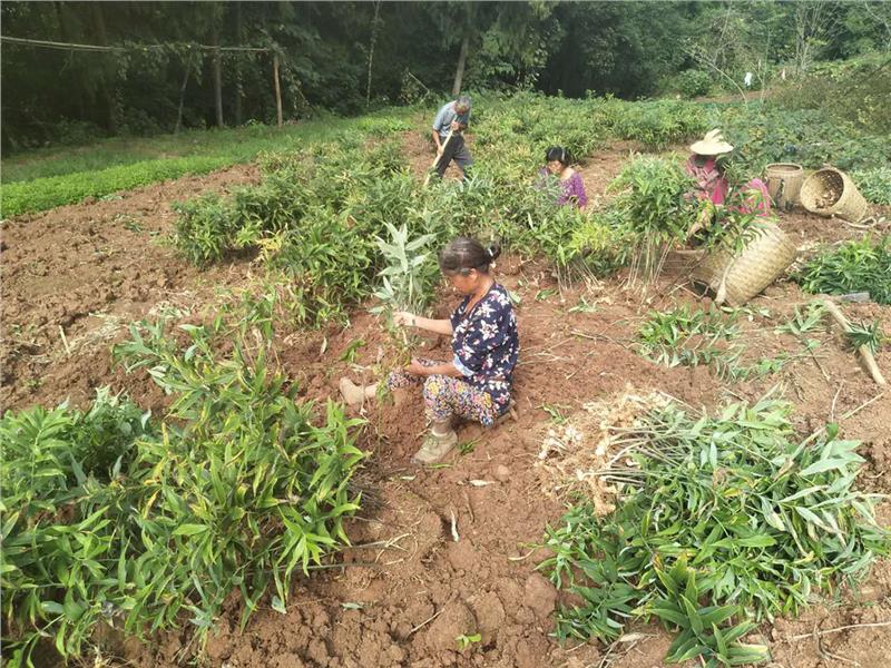 凉山农田征地补偿高