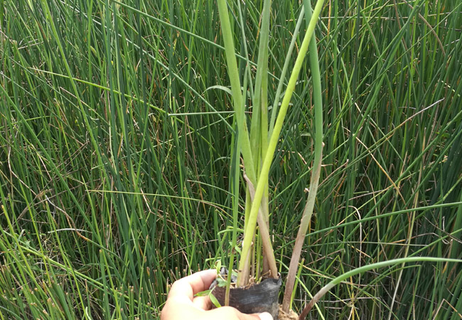 荷花 枣庄黄菖蒲价格 基地供应 价格优惠