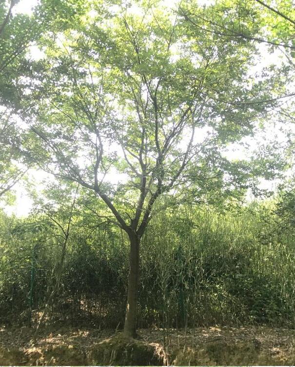 邢臺(tái)叢生樸樹 叢生樸樹供應(yīng) 各種工程苗批發(fā)