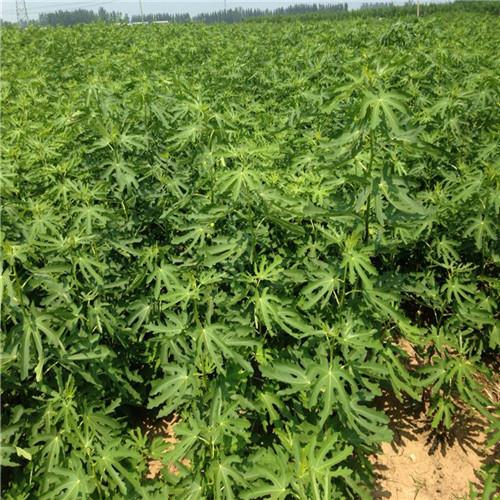 三年青皮無花果樹苗批發單價