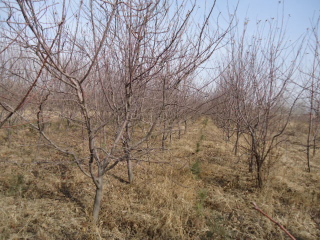 山东苹果苗