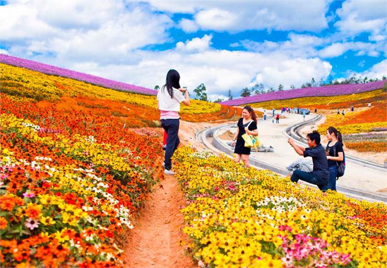 芝樱花海