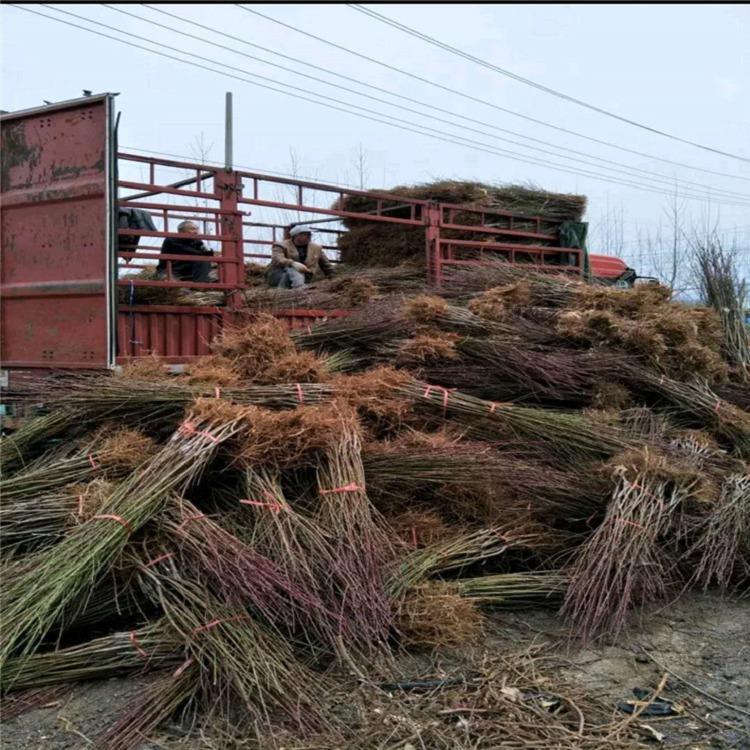 桃树苗新品种晚熟红桃冬雪蜜桃树苗价格行情