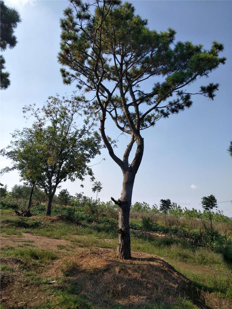 白城黑松基地