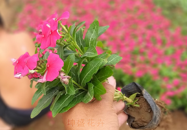 绿化草花 大同鸡冠花批发 基地供应 价格优惠