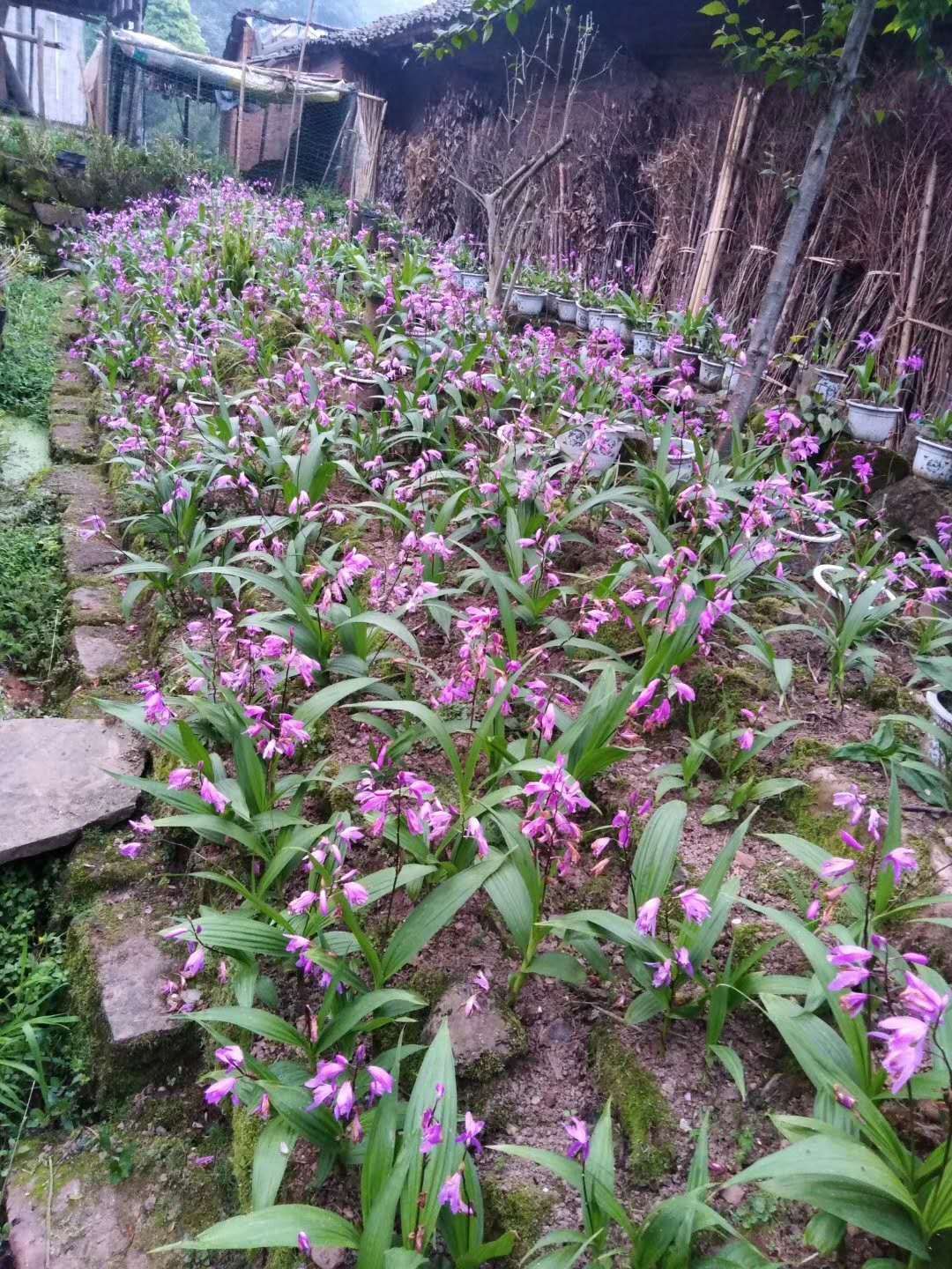 巴中白芨塊莖批發