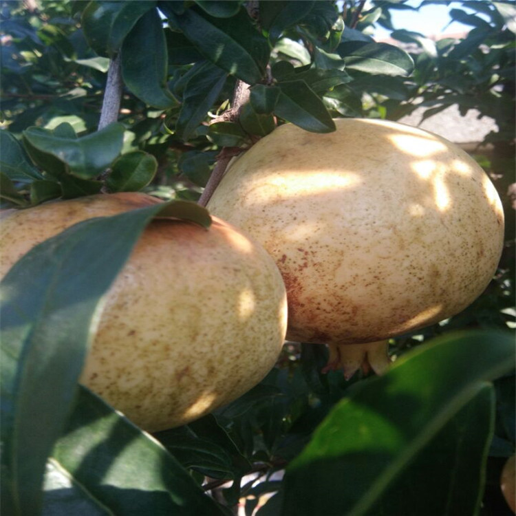 常州石榴苗
