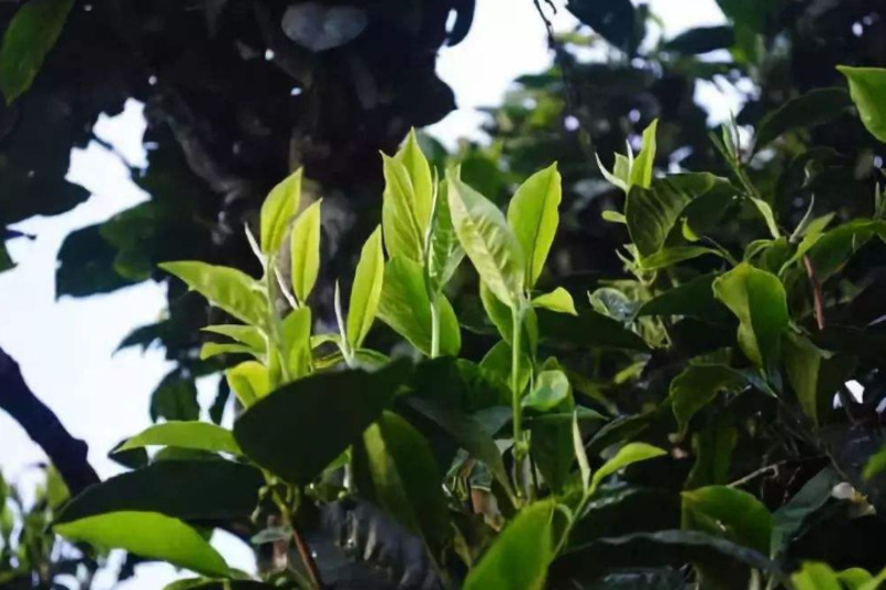 勐庫磨烈古樹生茶哪家好 云南逸仕緣普洱古樹茶廠家供應