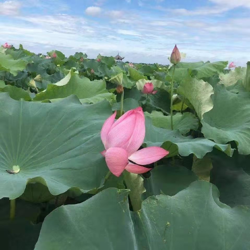 呂梁荷花苗 白洋淀荷花苗