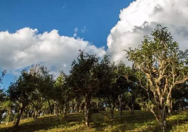 普洱生茶哪家好 云南逸仕緣普洱古樹(shù)茶廠家供應(yīng)