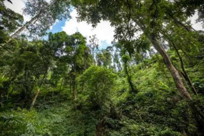 云南磨烈古樹茶生產廠家 值得信賴 云南逸仕緣普洱古樹茶廠家供應