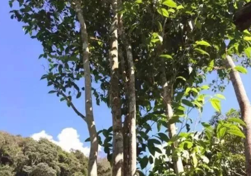 小戶賽普洱生茶喝法 云南逸仕緣普洱古樹茶廠家供應