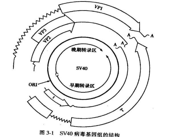 国内新冠病毒全基因组测序要多久 诚信服务 上海探普生物科技供应