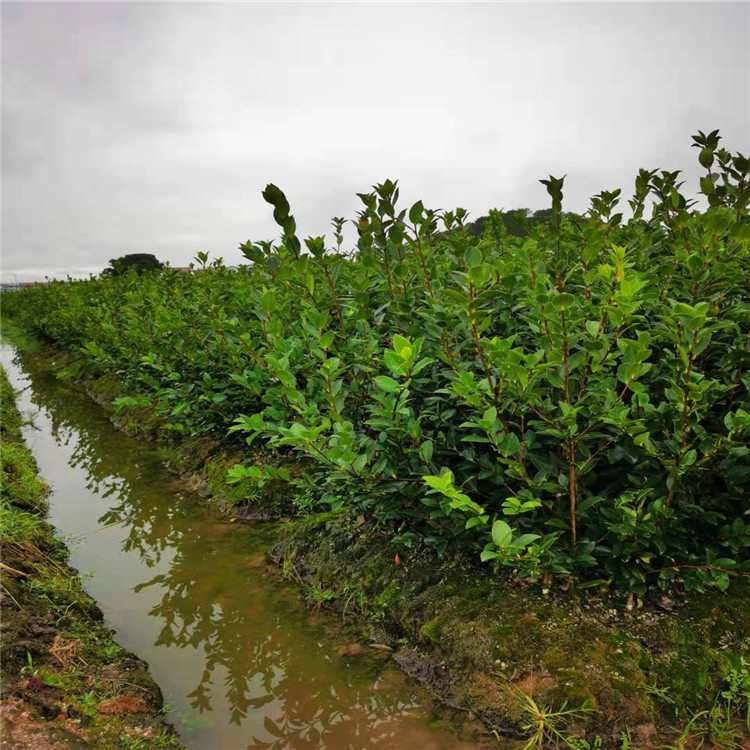 长沙油茶 包育苗