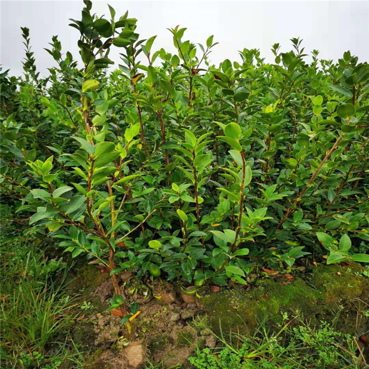 长沙油茶树苗种植基地