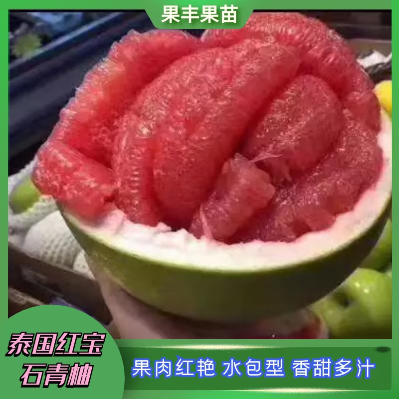 泰國(guó)紅寶石青柚嫁接苗
