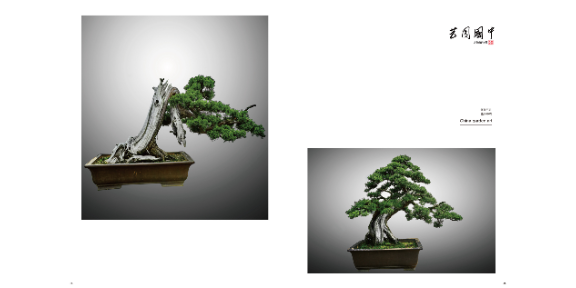 江西米葉羅漢松樹苗批發 真誠推薦 大地植物園供應