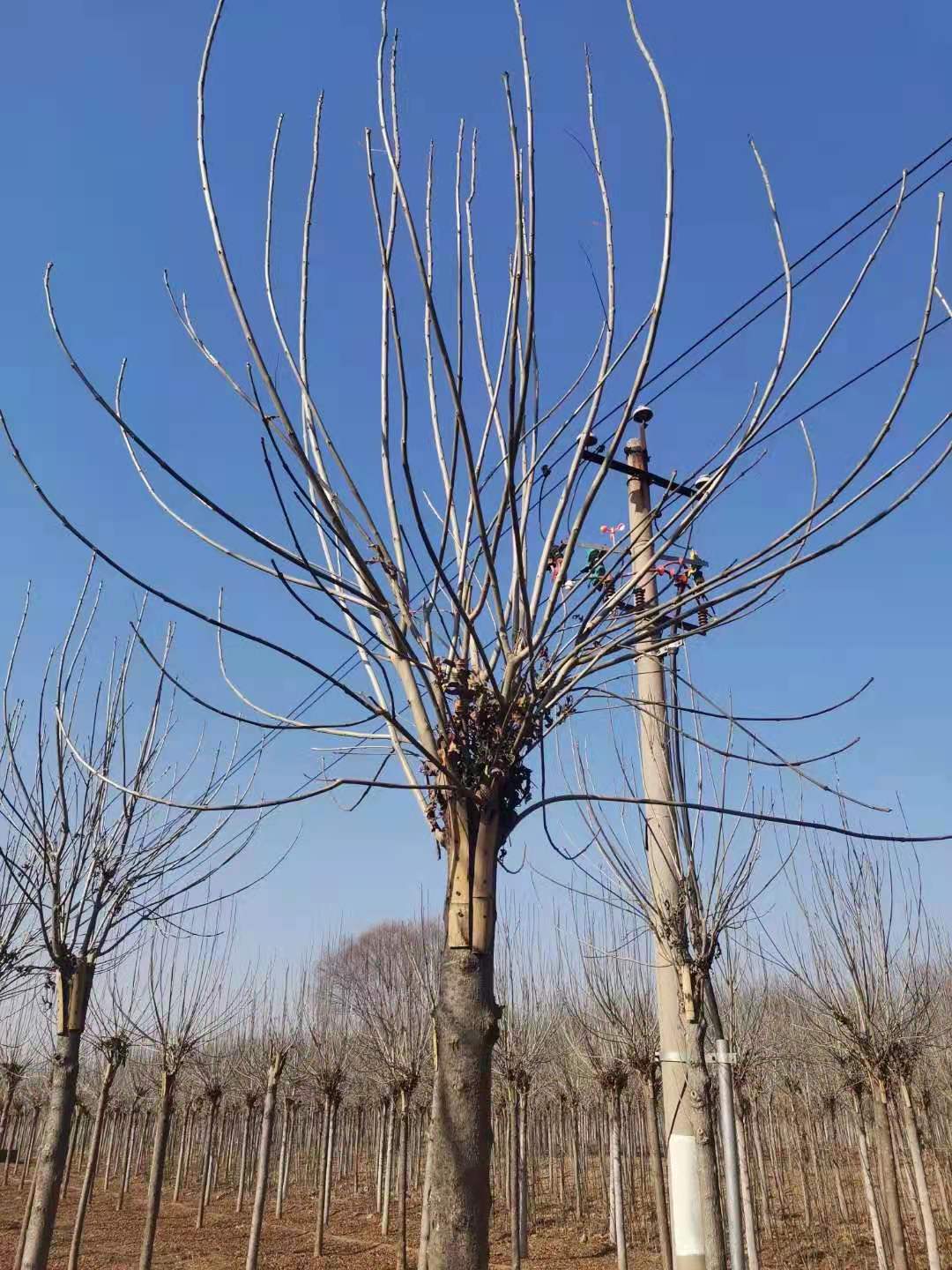 山东秋紫白蜡基地 秋紫白蜡批发基地