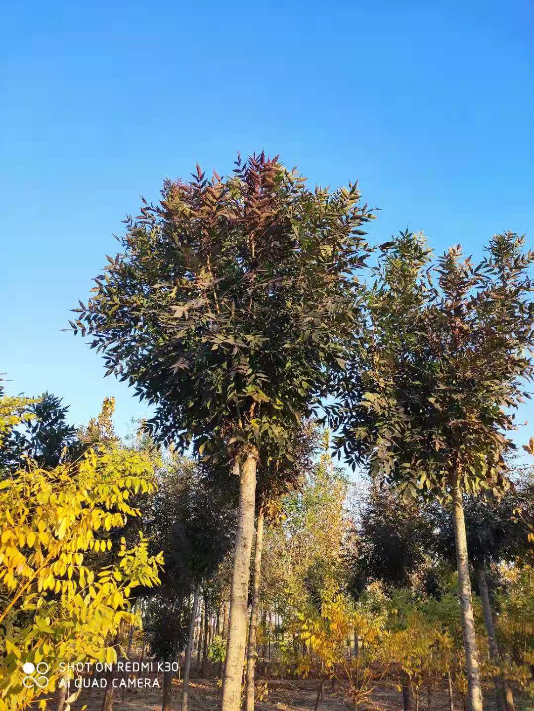 山东秋紫白蜡基地 秋紫白蜡批发基地