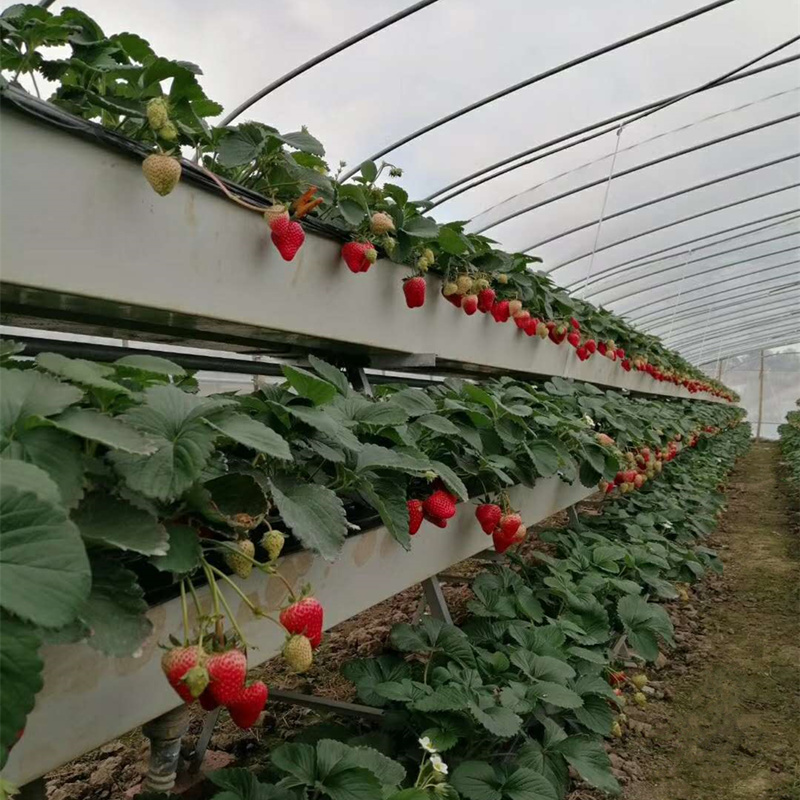 采摘园草莓种植架子 大棚立体种植槽制作 