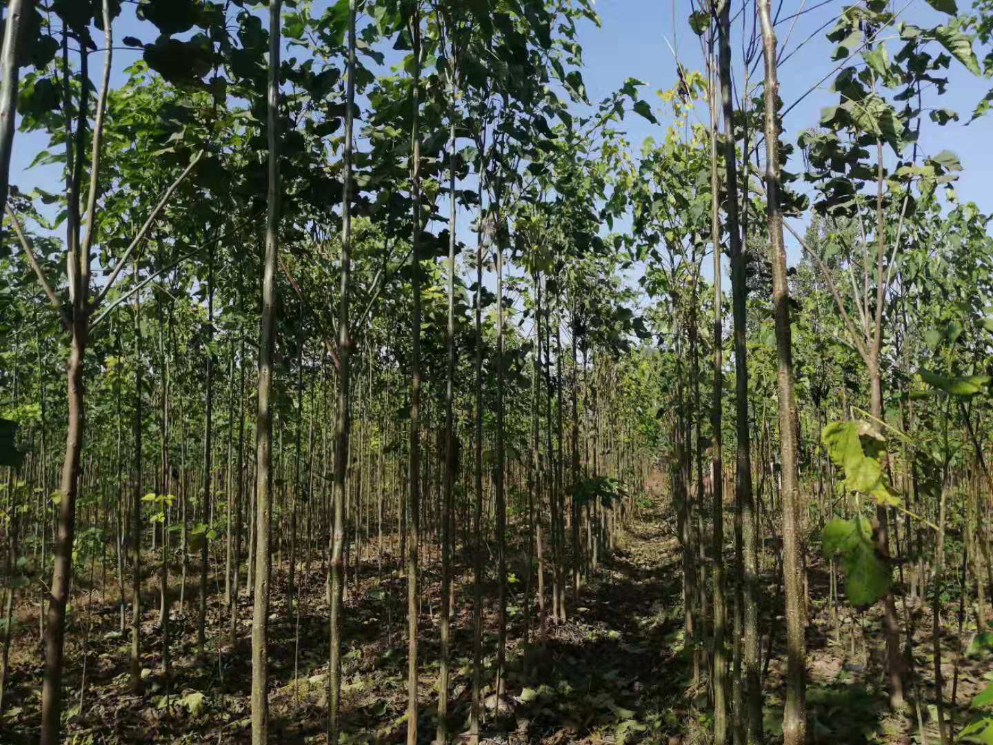 三公分楸樹楸樹價格