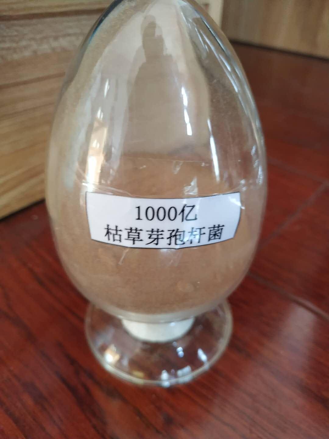 粉狀枯草芽孢桿菌 貴陽枯草芽孢桿菌促銷 降低成本