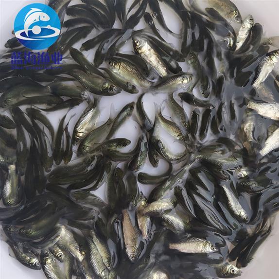 百色鯽魚苗批發價格 純種鯽魚苗 高密度養殖