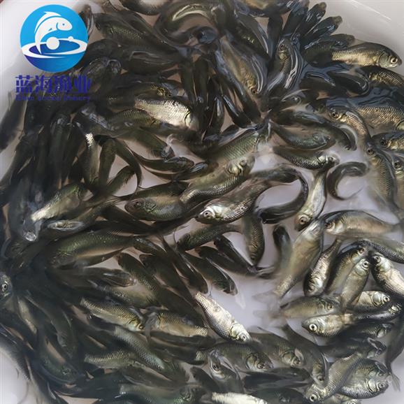 河池鯽魚苗養(yǎng)殖場 高背鯽魚苗 高密度養(yǎng)殖