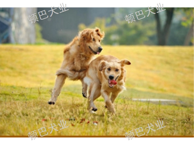 云南訓(xùn)犬**大小便 歡迎來電 昆明頓巴訓(xùn)犬訓(xùn)犬師培訓(xùn)供應(yīng)