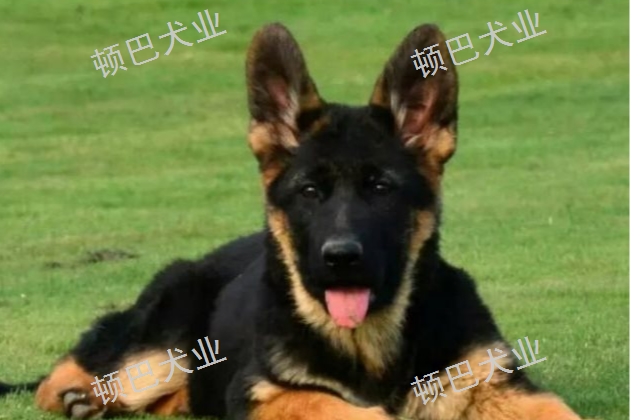 昆明周邊**訓(xùn)犬哪家好 歡迎咨詢 昆明頓巴訓(xùn)犬訓(xùn)犬師培訓(xùn)供應(yīng)