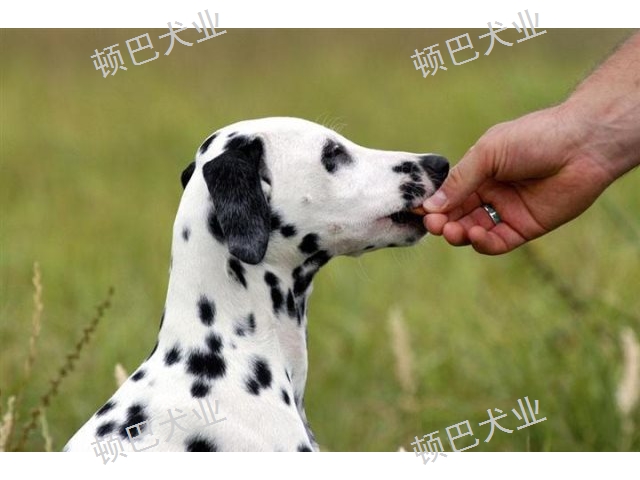 云南狗狗寄养价格多少 欢迎来电 昆明顿巴犬业供应